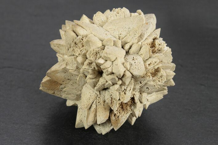 Stellate Glendonite (Calcite Pseudomorph) Cluster - Russia #247207
